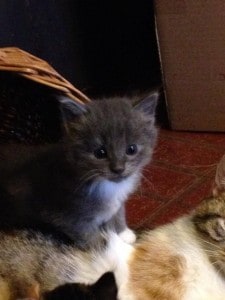 a gray kitten with white paws