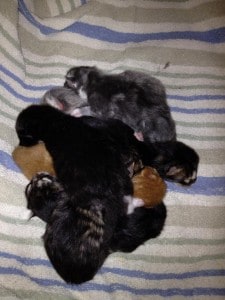 A pile of week-old kittens
