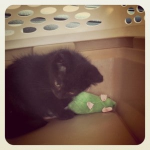 A picture of a black kitten in a crate with his head tilted