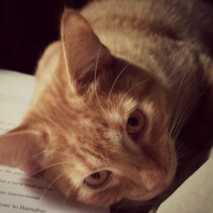 A ginger colored cat lies on a manuscript page looking at the camera