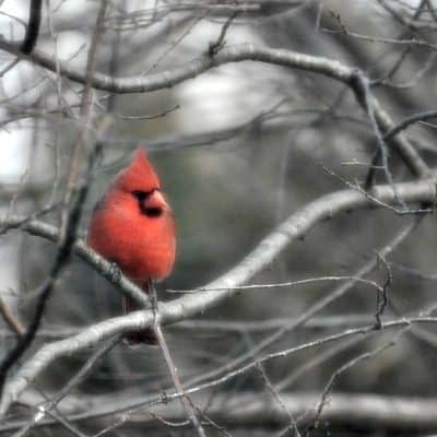 Photo of a male Northern Cardinal taken by Stephanie A. Cain
