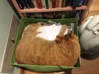 A picture of a ginger cat curled up inside a green basket of papers