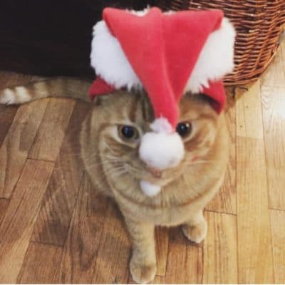 Picture of a ginger-colored cat wearing a Christmas hat and looking confused