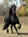 A fine example of Equus ferus caballus - the Friesian horse