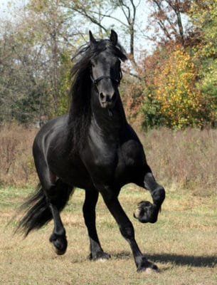 A fine example of Equus ferus caballus - the Friesian horse